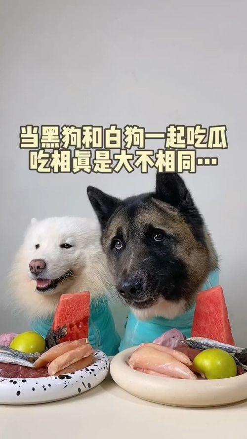 萌宠吃瓜日常,宠物们的欢乐吃瓜日常