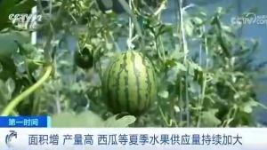 青田吃瓜群众事件,一场网络舆论的风波与反思