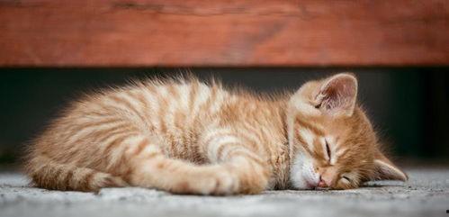 猫咪吃瓜视频模板,揭秘猫咪的“瓜界”狂欢