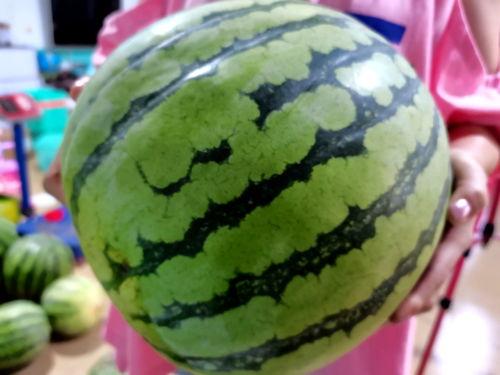 吃西瓜比赛专用瓜,吃西瓜比赛专用瓜的趣味与挑战