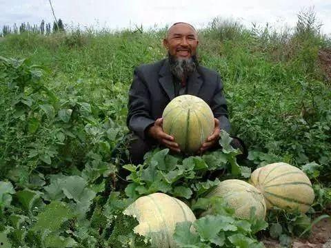 吃甜瓜老汉瓜,探寻吃甜瓜老汉瓜的传奇故事