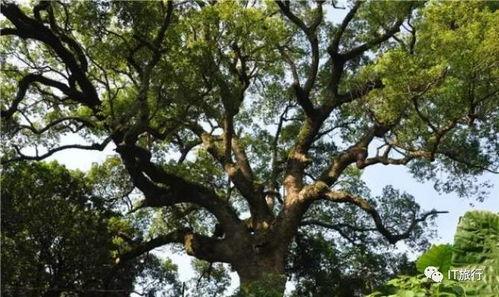 清华树洞吃瓜视频