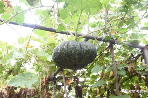 星汉灿烂吃瓜模式,娱乐圈的“吃瓜”盛宴，揭秘明星背后的故事