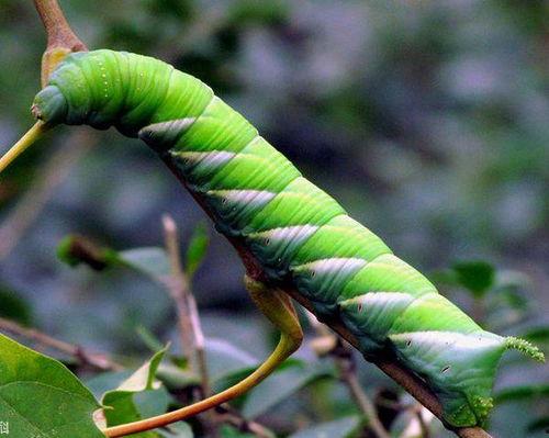 又吃瓜又吃叶子的虫,既食瓜又食叶的生态小能手
