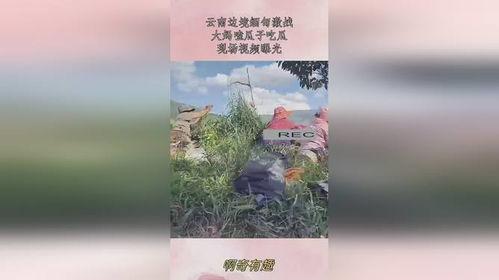 缅甸现场大妈吃瓜,现场热闹非凡