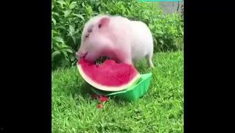 吃瓜偷猪,揭秘农村生活的趣味与挑战