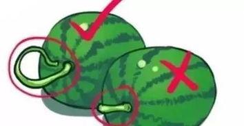 吃瓜丧命,揭秘“吃瓜丧命”背后的惊人真相