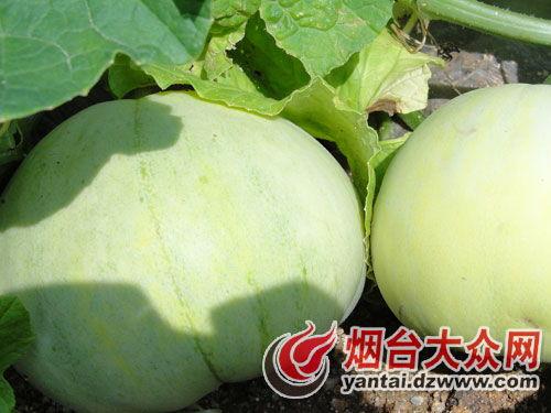 招远吃瓜事件,一场引发社会关注的食品安全风波