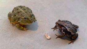 蛤蟆路边吃瓜,揭秘街头百态