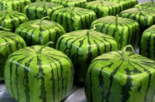 国内吃的瓜,盘点那些让人津津乐道的美食瓜事