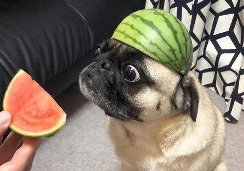 吃瓜狗狗表情包,萌态百出，笑料横生