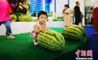 小小朋友吃瓜,小朋友的欢乐吃瓜时光