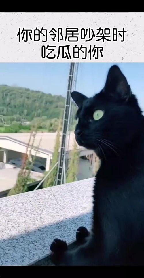 梦见邻居给我瓜吃,瓜香四溢的温馨瞬间