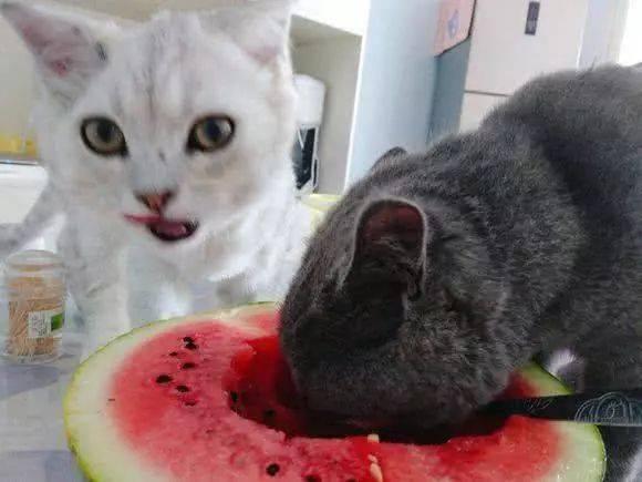 人类吃猫吃瓜,人类饮食文化中的另类探索