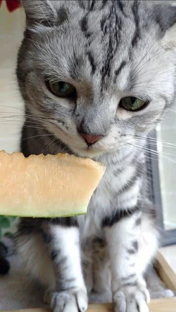 吃瓜君猫猫,揭秘猫咪界的“吃瓜达人”