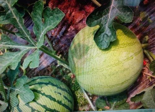 玻璃花信吃瓜,揭秘吃瓜背后的文化现象