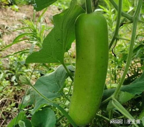 瓠子瓜苦能否吃