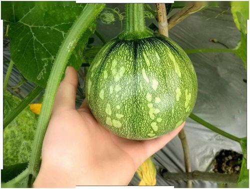 小透明在线吃瓜