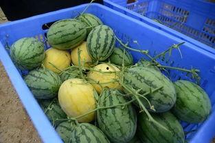 qiu个吃瓜群,网络社交新现象背后的故事