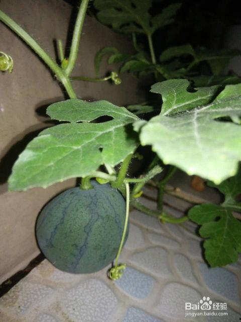 吃籽的小红瓜,探寻吃籽小红的奇妙之旅