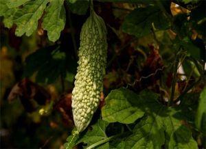 秋后吃蜜蜂不吃瓜,蜜蜂美食与瓜果盛宴的抉择