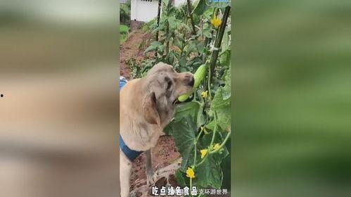 吃瓜小狗现场教育视频