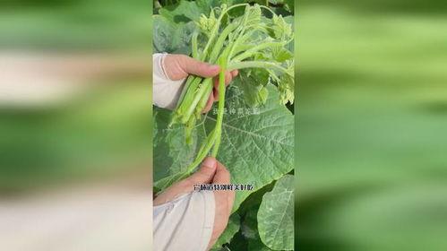 专吃瓜尖种,揭秘娱乐圈幕后真相的神秘力量