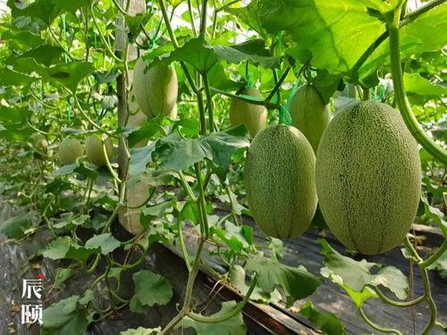 站树上吃瓜,揭秘站树上吃瓜的独特体验