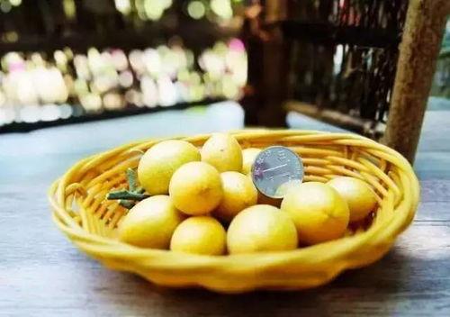 吃瓜金仔黄皮,揭秘娱乐圈的甜蜜与苦涩