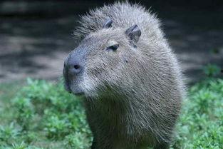 水豚吃瓜视频直播,瓜果飘香，萌宠欢乐吃瓜时刻