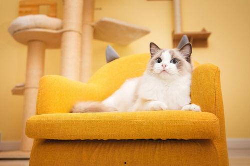 柒柒吃瓜喵,揭秘娱乐圈幕后故事