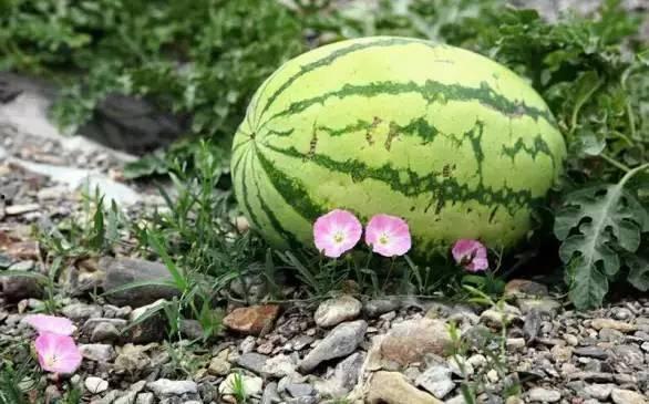 吃沙瓜冰,沙瓜冰，冰爽一夏的甜蜜诱惑