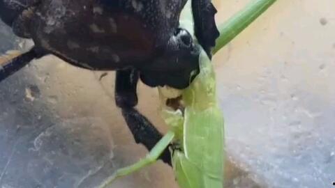 蚂蚱吃瓜花吗