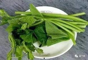 富宁县吃瓜